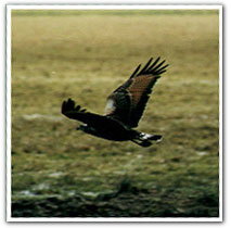 Aguila_Mora_Los_Alerces_National_Park_Lago_Verde_Lodge