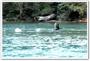 Bigua_Los_Alerces_National_Park_Lago_Verde_Lodge