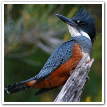 Female_Martin_Pescador_Los_Alerces_National_Park_Lago_Verde_Lodge
