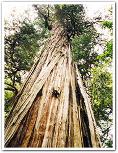 Los_Alerces_National_Park_old_alerce